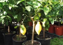 Citrus lemon, Rutaceae / Citromfa